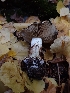  (Calonarius supremus - HAY-F-003454)  @11 [ ] by-nc (2023) Sadie Hickey Fungal Diversity Survey