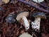  ( - HAY-F-003455)  @11 [ ] by-nc (2023) Sadie Hickey Fungal Diversity Survey