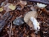  (Suillaceae - HAY-F-003455)  @11 [ ] by-nc (2023) Sadie Hickey Fungal Diversity Survey