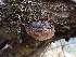 (Phellinus sp. nigricans-PNW04 - HAY-F-003456)  @11 [ ] by-nc (2023) Sadie Hickey Fungal Diversity Survey