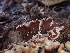  ( - HAY-F-003457)  @11 [ ] by-nc (2023) Sadie Hickey Fungal Diversity Survey