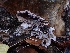  ( - HAY-F-003457)  @11 [ ] by-nc (2023) Sadie Hickey Fungal Diversity Survey
