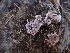  ( - HAY-F-003457)  @11 [ ] by-nc (2023) Sadie Hickey Fungal Diversity Survey