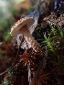  ( - HAY-F-003459)  @11 [ ] by-nc (2023) Sadie Hickey Fungal Diversity Survey