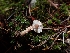  ( - HAY-F-003459)  @11 [ ] by-nc (2023) Sadie Hickey Fungal Diversity Survey