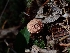  ( - HAY-F-003459)  @11 [ ] by-nc (2023) Sadie Hickey Fungal Diversity Survey