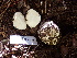  ( - HAY-F-004260)  @11 [ ] by-nc (2023) Jaren Hockert Fungal Diversity Survey