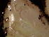  ( - HAY-F-004260)  @11 [ ] by-nc (2023) Jaren Hockert Fungal Diversity Survey