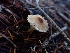  ( - HAY-F-003468)  @11 [ ] by-nc (2023) Sadie Hickey Fungal Diversity Survey