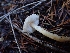  ( - HAY-F-003468)  @11 [ ] by-nc (2023) Sadie Hickey Fungal Diversity Survey