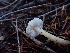  ( - HAY-F-003468)  @11 [ ] by-nc (2023) Sadie Hickey Fungal Diversity Survey