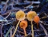  ( - HAY-F-003470)  @11 [ ] by-nc (2023) Sadie Hickey Fungal Diversity Survey
