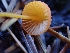  ( - HAY-F-003470)  @11 [ ] by-nc (2023) Sadie Hickey Fungal Diversity Survey