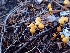  ( - HAY-F-003470)  @11 [ ] by-nc (2023) Sadie Hickey Fungal Diversity Survey