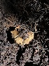  ( - HAY-F-007116)  @11 [ ] by-nc (2023) Dean Lyons Fungal Diversity Survey