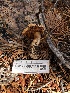  ( - HAY-F-007116)  @11 [ ] by-nc (2023) Dean Lyons Fungal Diversity Survey