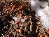  ( - HAY-F-007117)  @11 [ ] by-nc (2023) Dean Lyons Fungal Diversity Survey