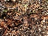  ( - HAY-F-007117)  @11 [ ] by-nc (2023) Dean Lyons Fungal Diversity Survey