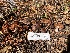  ( - HAY-F-007117)  @11 [ ] by-nc (2023) Dean Lyons Fungal Diversity Survey