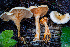  ( - HAY-F-007072)  @11 [ ] by-nc (2023) Dean Lyons Fungal Diversity Survey
