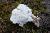  ( - HAY-F-007075)  @11 [ ] by-nc (2023) Dean Lyons Fungal Diversity Survey