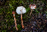  ( - HAY-F-007167)  @11 [ ] by-nc (2023) Dean Lyons Fungal Diversity Survey
