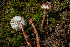  ( - HAY-F-007167)  @11 [ ] by-nc (2023) Dean Lyons Fungal Diversity Survey