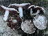  ( - HAY-F-007311)  @11 [ ] by-nc (2023) Taye Bright Fungal Diversity Survey