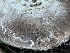  ( - HAY-F-007311)  @11 [ ] by-nc (2023) Taye Bright Fungal Diversity Survey