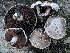  ( - HAY-F-007311)  @11 [ ] by-nc (2023) Taye Bright Fungal Diversity Survey