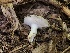  (Russula recondita - HAY-F-007121)  @11 [ ] by-nc (2023) Dean Lyons Fungal Diversity Survey
