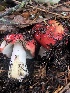  ( - HAY-F-007158)  @11 [ ] by-nc (2023) Dean Lyons Fungal Diversity Survey