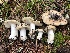 ( - HAY-F-007122)  @11 [ ] by-nc (2023) Dean Lyons Fungal Diversity Survey