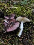  (Russula pseudotsugarum - HAY-F-007123)  @11 [ ] by-nc (2023) Dean Lyons Fungal Diversity Survey