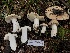  ( - HAY-F-007122)  @11 [ ] by-nc (2023) Dean Lyons Fungal Diversity Survey