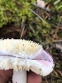  ( - HAY-F-007123)  @11 [ ] by-nc (2023) Dean Lyons Fungal Diversity Survey