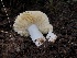  (Russula sp. CA11 - HAY-F-007126)  @11 [ ] by-nc (2023) Dean Lyons Fungal Diversity Survey