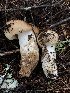  (Russula sp. laurocerasi-Woo3 - HAY-F-007155)  @11 [ ] by-nc (2023) Dean Lyons Fungal Diversity Survey