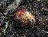  ( - HAY-F-007131)  @11 [ ] by-nc (2023) Dean Lyons Fungal Diversity Survey