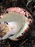  ( - HAY-F-007131)  @11 [ ] by-nc (2023) Dean Lyons Fungal Diversity Survey