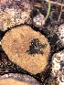  ( - HAY-F-007127)  @11 [ ] by-nc (2023) Dean Lyons Fungal Diversity Survey