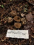  ( - HAY-F-007127)  @11 [ ] by-nc (2023) Dean Lyons Fungal Diversity Survey