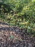  ( - HAY-F-005560)  @11 [ ] by (2023) Mandy Hackney Fungal Diversity Survey