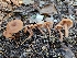 ( - HAY-F-005560)  @11 [ ] by (2023) Mandy Hackney Fungal Diversity Survey