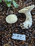  (Leucopaxillus sp. albissimus-PNW01 - HAY-F-005545)  @11 [ ] by (2023) Mandy Hackney Fungal Diversity Survey