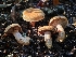  (Lactarius rubrilacteus - HAY-F-005546)  @11 [ ] by (2023) Mandy Hackney Fungal Diversity Survey