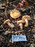  ( - HAY-F-005546)  @11 [ ] by (2023) Mandy Hackney Fungal Diversity Survey