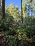  ( - HAY-F-005546)  @11 [ ] by (2023) Mandy Hackney Fungal Diversity Survey