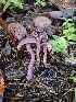  (Laccaria amethysteo-occidentalis - HAY-F-005566)  @11 [ ] by (2023) Mandy Hackney Fungal Diversity Survey