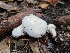  (Hygrophorus sp. eburneus-PNW01 - HAY-F-005550)  @11 [ ] by (2023) Mandy Hackney Fungal Diversity Survey